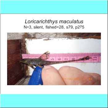 Loricarichthys maculatus.png